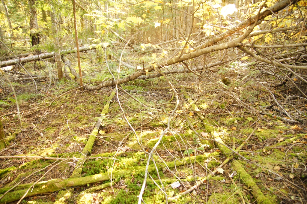 EL&WB abandoned railroad